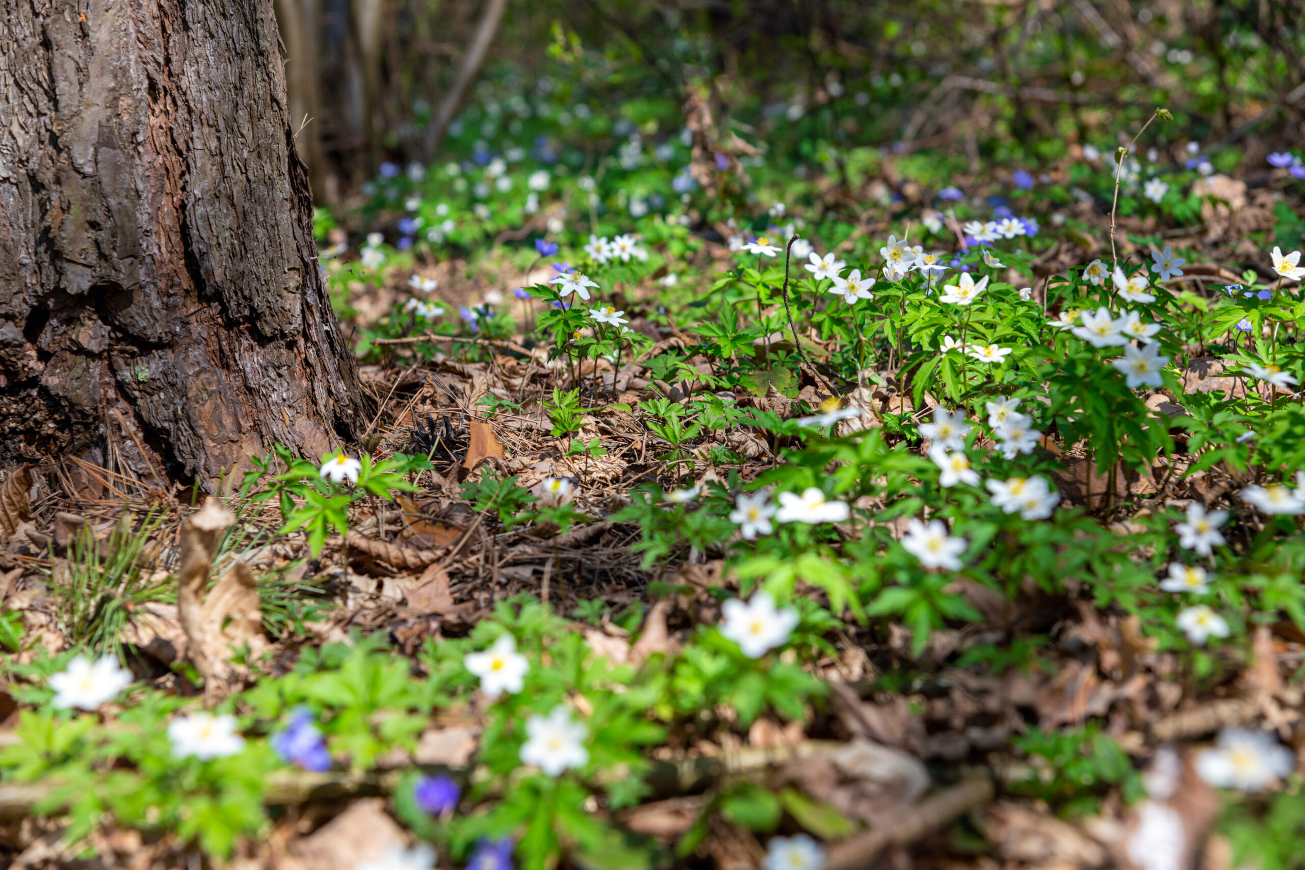 Tänasel jüripäeval tõuse vara, ära külla mine ning tee ilu ja tervise heaks maagilisi rituaale