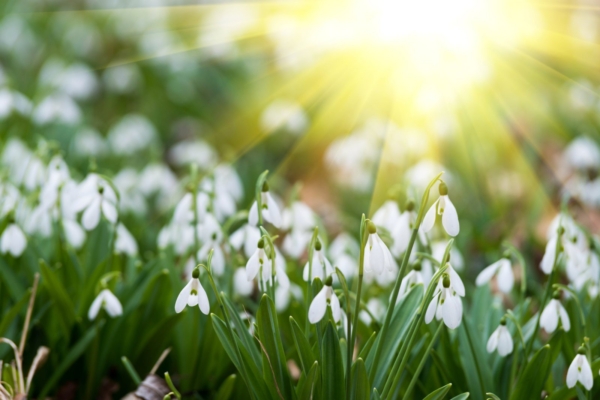 Täna on kevadine pööripäev: 10 asja, mida tasub teha, et kindlustada edukas kevad-suvi