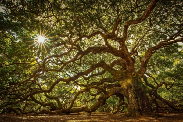 Tamm – maagiline puu, mis kaitseb kurjade jõudude eest, toob viljakust ja pikaealisust