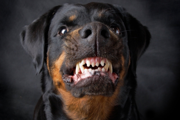 Koer näitab hambaid | Alanud kollase maa koera aasta võib tuua palju konflikte ja kaost inimsuhetesse