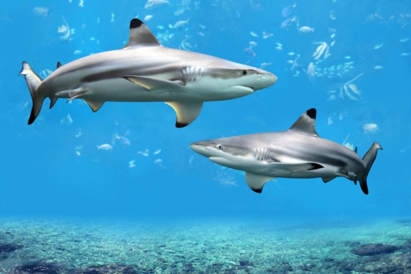 6 põhjust, miks haid ei kuulu vangistusse