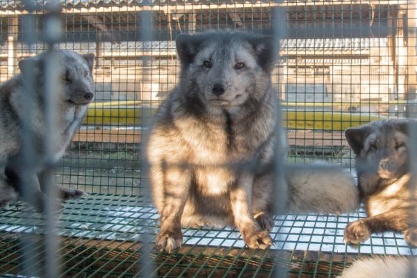 Loomade eestkostjad: karusloomafarmide aeg Eestis on lõppemas