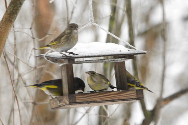Teadlased õpetavad, kuidas talvel linde toita