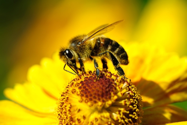 Euroopa Liit keelustab mesilasi kahjustavad pestitsiidid