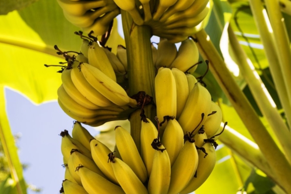 Kas armastate banaane?