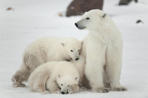 Aita mõmmikuid! Tallinna Loomaaia polaarium: jääkarude uus kodu on jätkuvalt murekoht