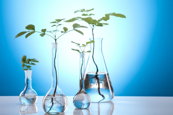 Põnev taimede alkeemia: mis on spagüüriline meditsiin ja hüdrosoolide destillatsioon?