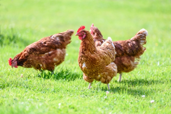 5 põhjust, miks jätta puurikanade munad ostmata