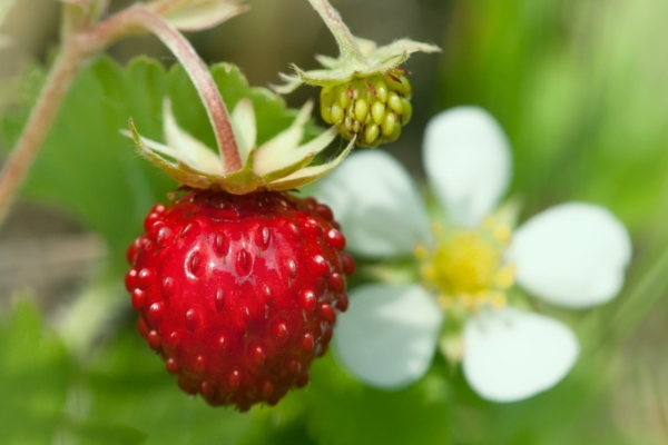Tänasel jaaka- ehk jaagupipäeval on keelatud maasikate korjamine, muidu jääd uniseks!