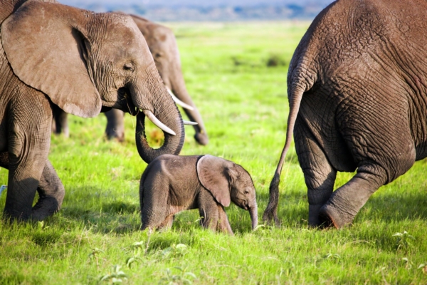 Täna on ülemaailmne elevantide päev | Loe, miks peaks igaüks keelduma elevandi seljas sõitmast