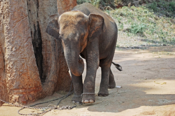 Kuulsused nõuavad lõppu julmale elevantide loodusest püüdmise praktikale
