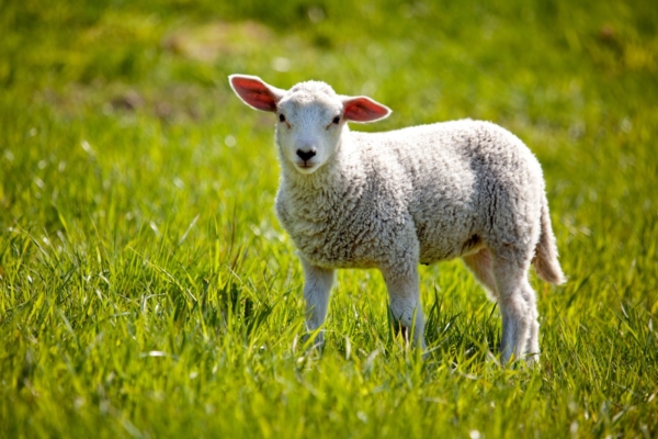 Rahvakalendri järgi on täna annepäev ehk lambapüha