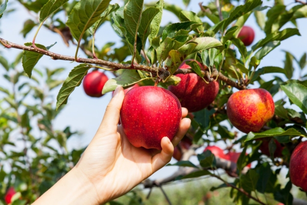 Šamaan Anu Pahka nõuanded: õunapuu maagiline vägi aitab leida armastust ja jääda lapseootele