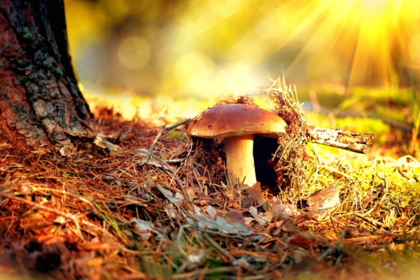 Rahvakalendri järgi on täna pärtlipäev: tasub minna metsa seenele või kallimale kosja!