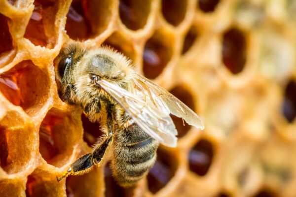 Suir aitab käivitada tervise taastumist kehas