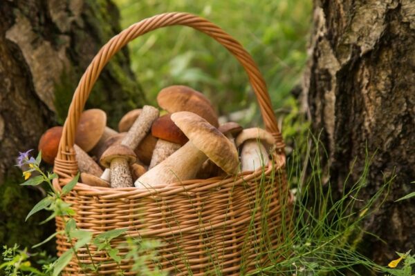 Rahvakalendri järgi on täna pärtlipäev. Mine metsa seenele või hoopis kallimale kosja!