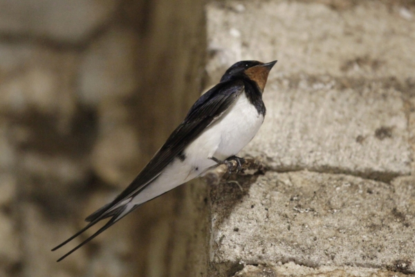 Prognoos – 100 aastaga kahaneb oluliselt lindude ja imetate mitmekesisus