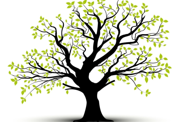 TEST | Vali puu ja saa teada, milline on sinu iseloomu põhiolemus