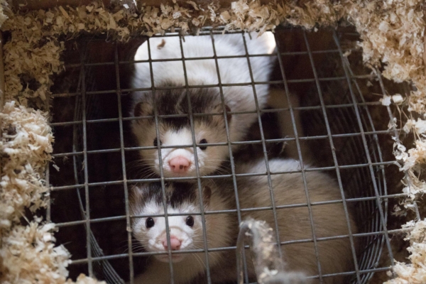 Värske raport: veterinaarid kritiseerivad karusnahatööstuse petuskeemi, mis varjab loomade tõsiseid kannatusi