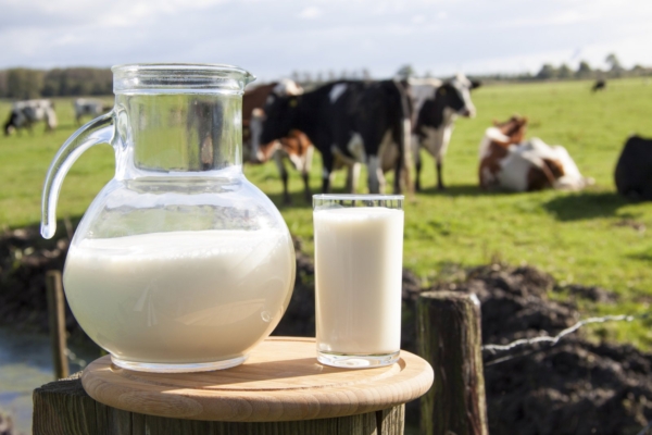 Piima seos luumurdudega: 10 paremat toitu luude tugevdamiseks