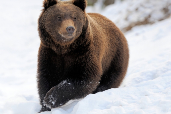 Esimesed karud on talveunest ärganud! Kuidas käituda kui kohtad metsas mõmmikut?