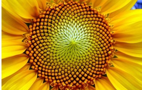 Fibonacci jada