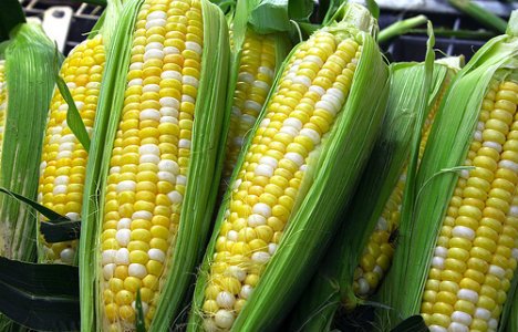 GMO-d muudavad põllumajanduse üha intensiivsemaks