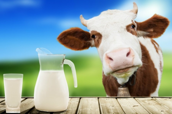 Uuring: piimatoodete tarbimine hoopis suurendab luumurdude riski