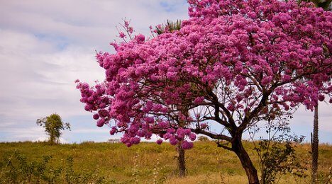Sipelgapuu koor – tõhus ravim kõige vastu