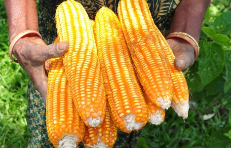 Mehhiko peatab GM-maisi kasvatamise, sama suuna on võtnud ka Hawaii