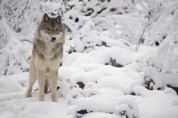 Eesti loomakaitsjad astuvad Norra huntide kaitseks välja