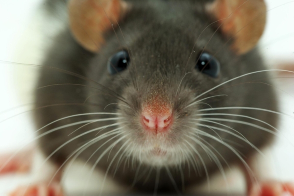 Näotuvastus aitab tuvastada teistest kuritegelikemaid rotte