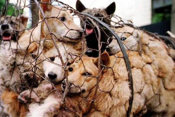 Hiina plaanib kurikuulsal Yulini festivalil koeraliha müümise keelustada