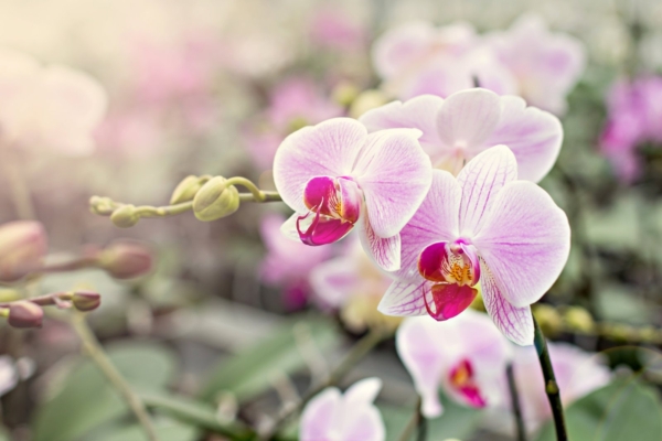 Feng shui nipid: need viis lille toovad sinu koju parima energia